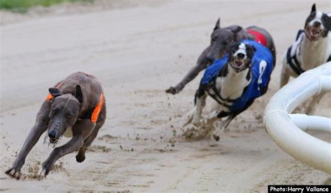 greyhound derby 2017 betting